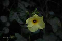 Abelmoschus angulosus var. grandiflorus